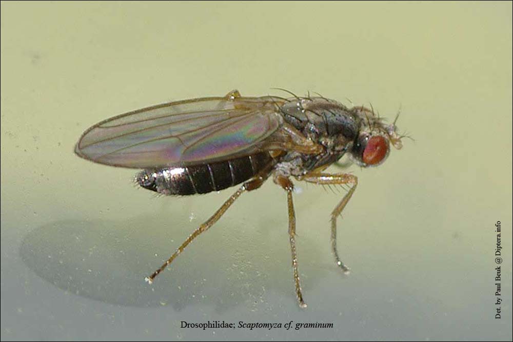 Drosophilidae: Scaptomyza (Scaptomyza) cf. graminum (female) (1)