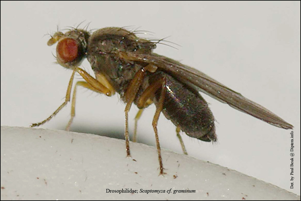 Drosophilidae: Scaptomyza (Scaptomyza) cf. graminum (female) (3)