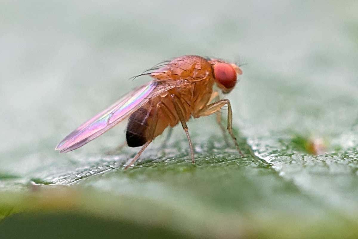 Drosophilidae: Drosophila (Sophophora) suzukii (male) (1)