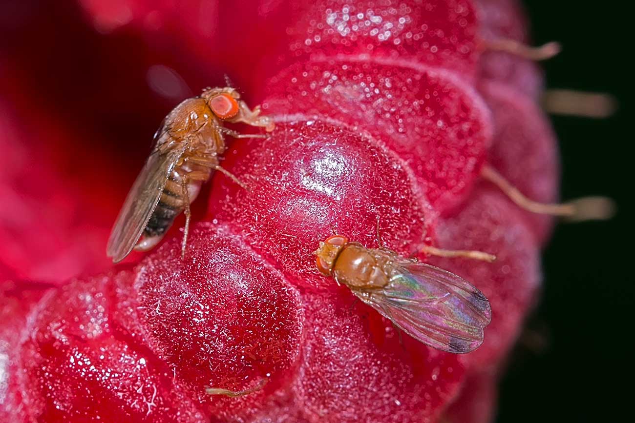 Drosophilidae: Drosophila (Sophophora) suzukii (1)