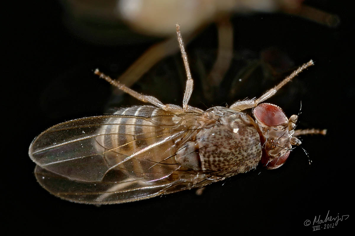 Drosophilidae: Drosophila (Drosophila) hydei (2)