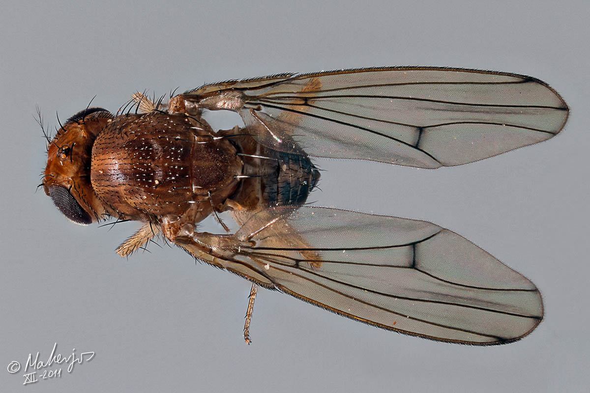 Drosophilidae: Drosophila (Drosophila) immigrans (female) (2)