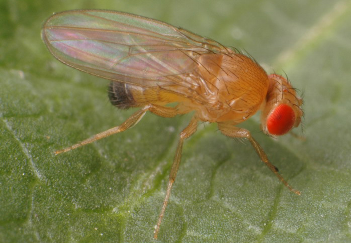 Drosophilidae: Drosophila (Sophophora) cf. melanogaster (male) (3)