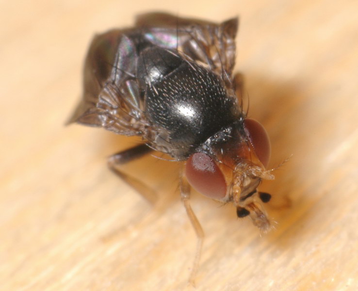 Drosophilidae: Stegana (Stegana) furta (2)