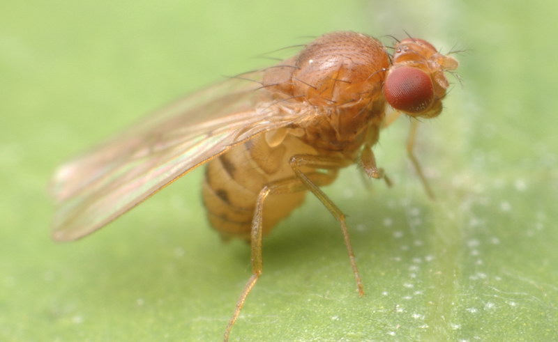Drosophilidae: Drosophila (Drosophila) phalerata (female) (2)