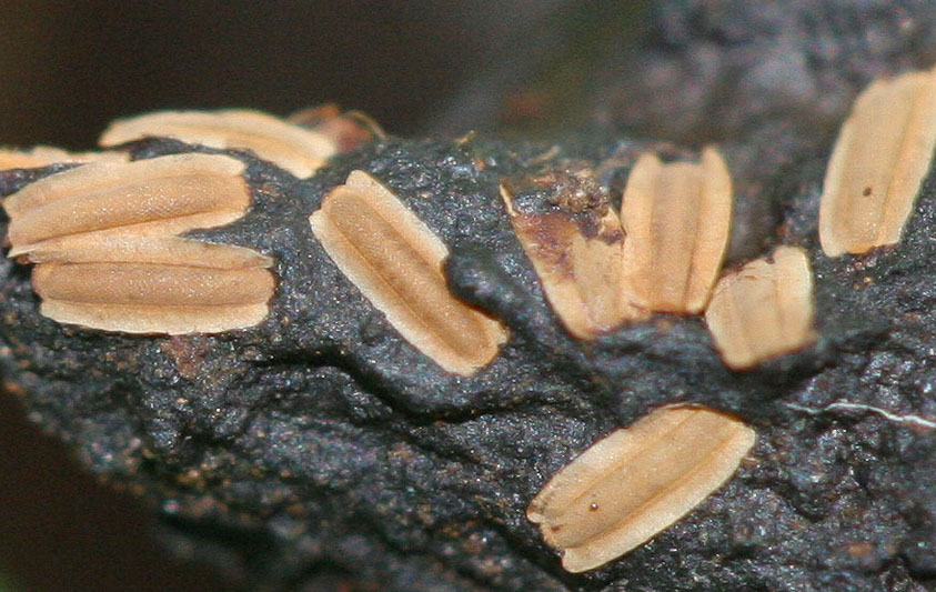Dryomyzidae: Dryomyza anilis (eggs) (1)