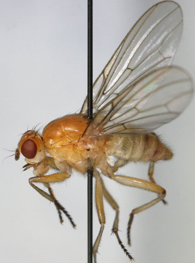 Dryomyzidae: Dryomyza caucasica (male) (1)