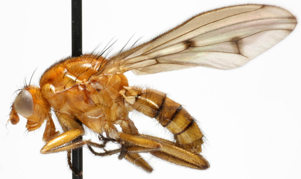 Dryomyzidae: Dryomyza anilis (2)