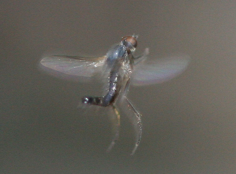 Empididae: Hormopeza copulifera (male) (1)