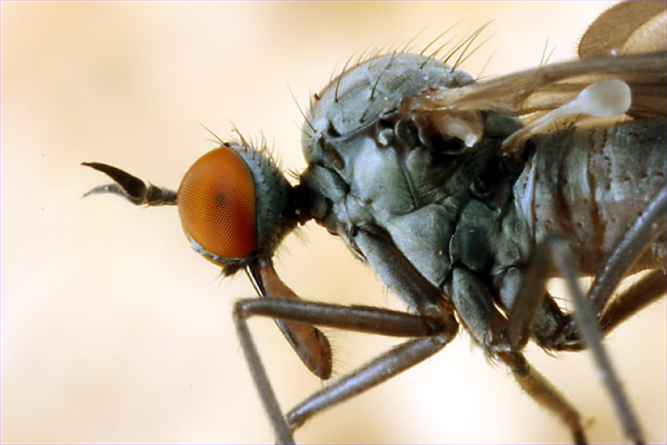 Empididae: Rhamphomyia (Pararhamphomyia) marginata (female) (3)