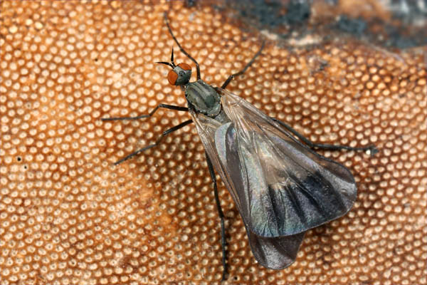 Empididae: Rhamphomyia (Pararhamphomyia) marginata (female) (2)