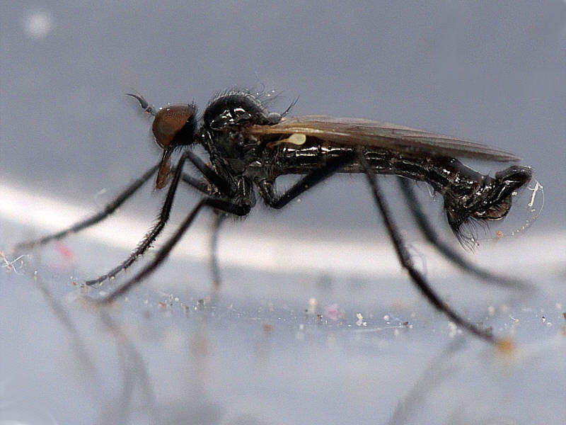 Empididae: Rhamphomyia (Pararhamphomyia) atra (male) (2)
