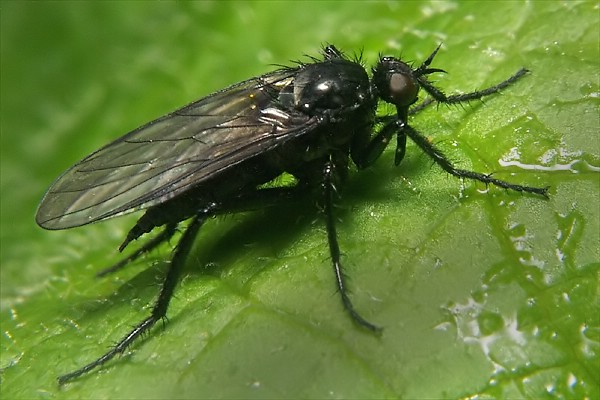 Empididae: Rhamphomyia (Rhamphomyia) luridipennis (female) (1)