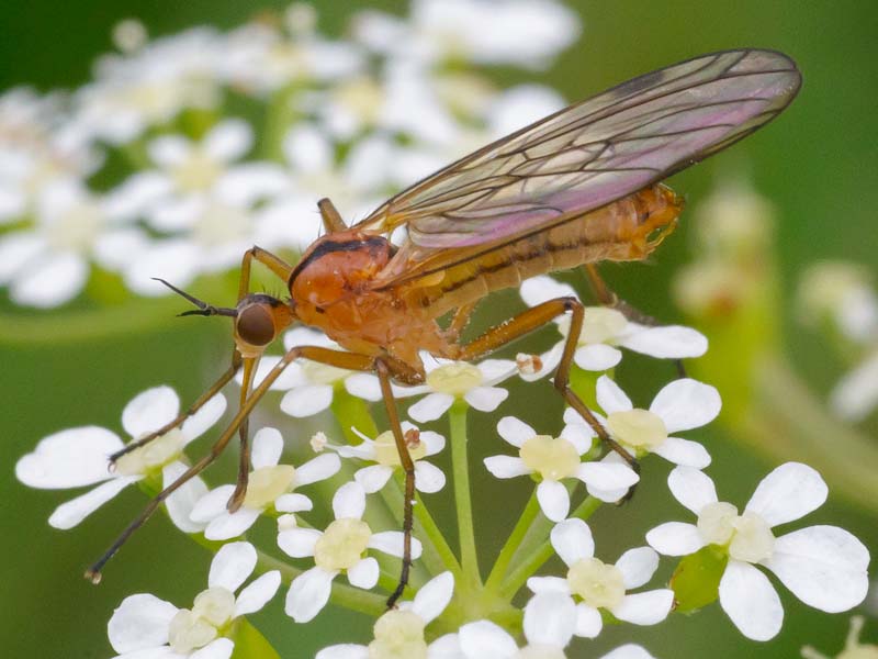 Empididae: Empis (Xanthempis) stercorea (male) (1)