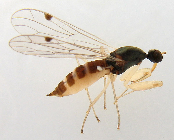 Empididae: Chelifera sp. (female) (1)