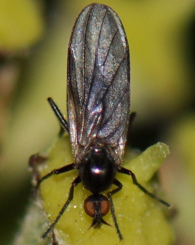 Empididae: Rhamphomyia (Amydroneura) erythrophthalma (female) (1)