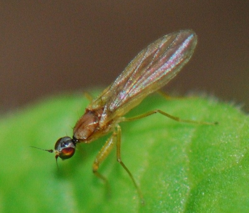 Empididae: Phyllodromia melanocephala (female) (4)