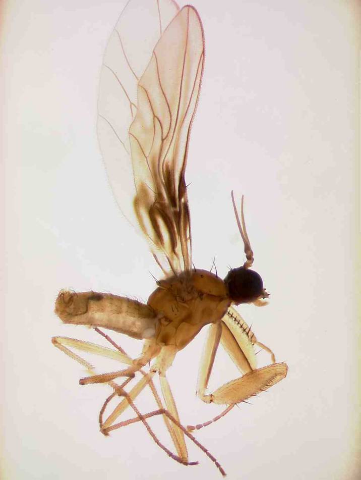 Empididae: Chelipoda digressa (male) (1)