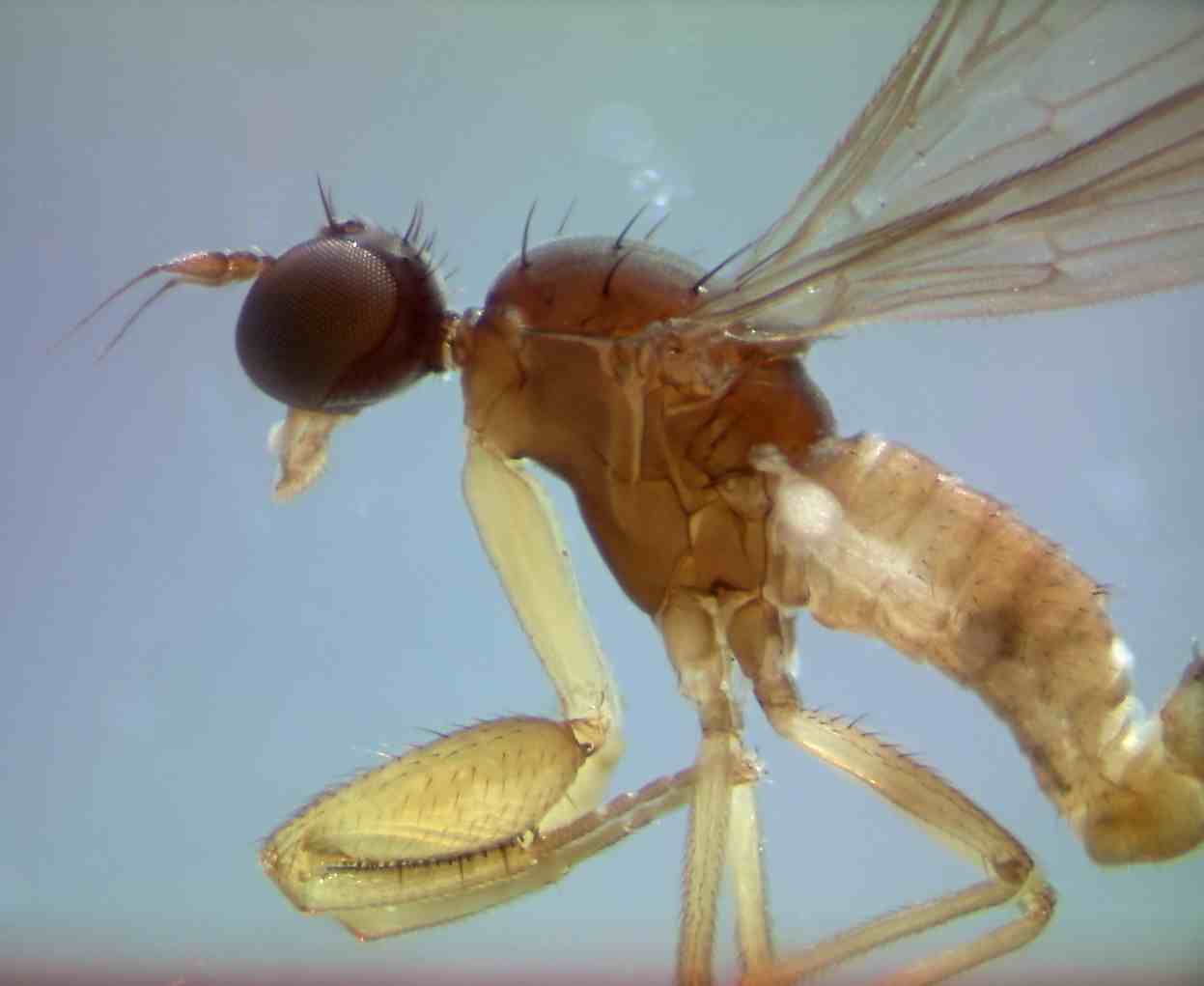 Empididae: Chelipoda modica (male) (1)
