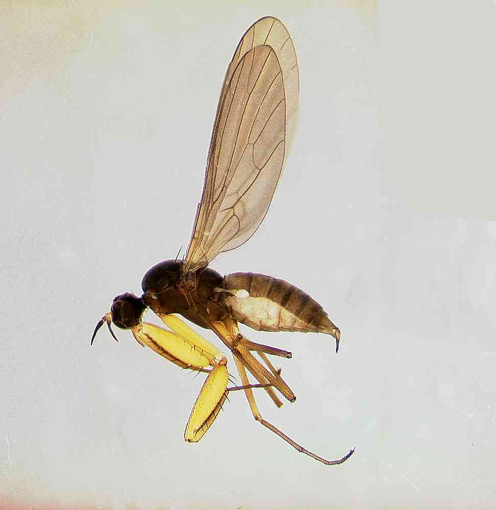 Empididae: Chelipodozus cinereus (female) (1)