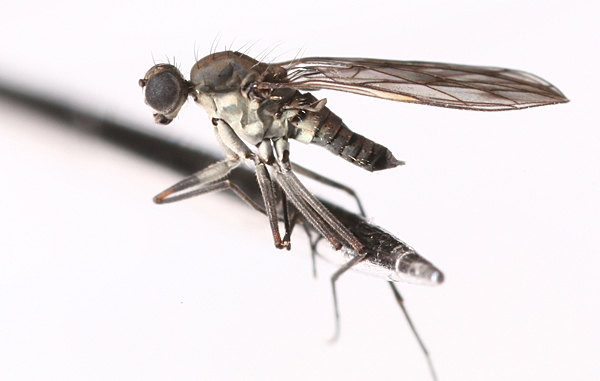 Empididae: Clinocera stagnalis (female) (2)