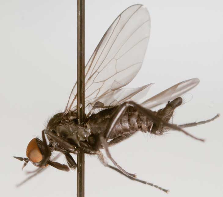 Empididae: Rhamphomyia (Pararhamphomyia) aethiops (male) (3)