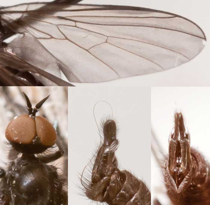 Empididae: Rhamphomyia (Pararhamphomyia) aethiops (male) (2)