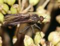 Rhamphomyia (Rhamphomyia) spinipes (male) (2)