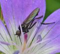 Empis (Empis) pennipes (male) (1)