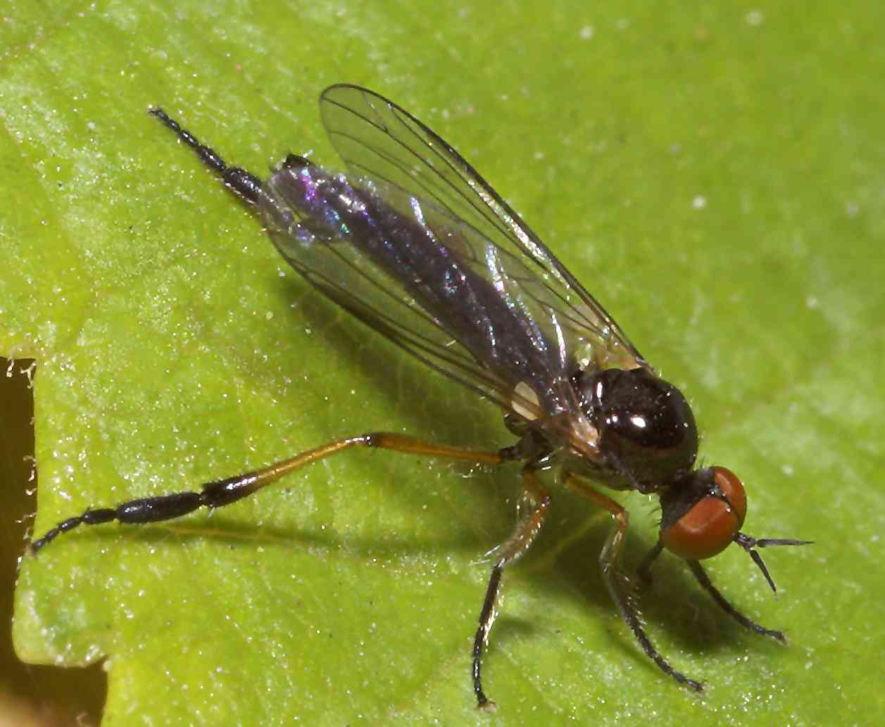 Empididae: Empis (Lissempis) nigritarsis (male) (1)