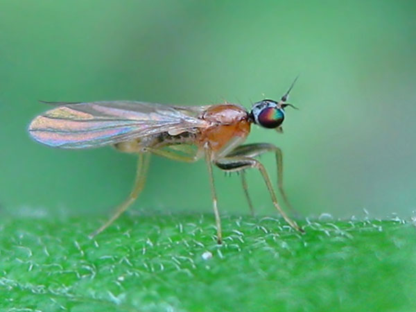 Empididae: Phyllodromia melanocephala (male) (2)