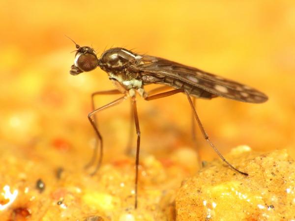 Click to view full image grandistylus1.jpg