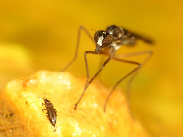 Click to view full image grandistylus2.jpg