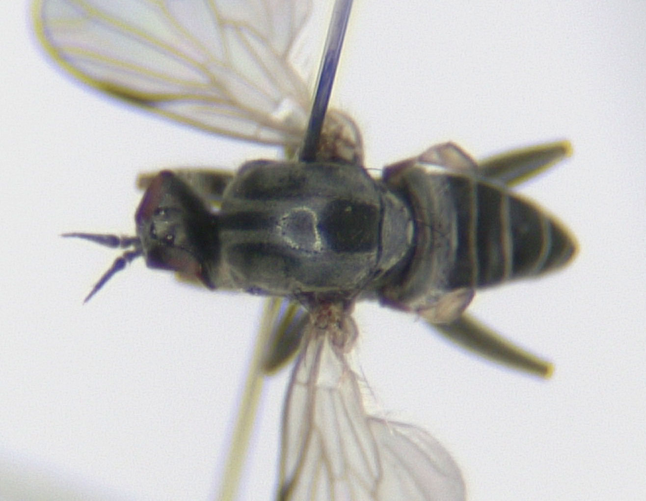 Empididae: Hilara albitarsis (male) (2)