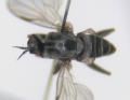 Hilara albitarsis (male) (2)