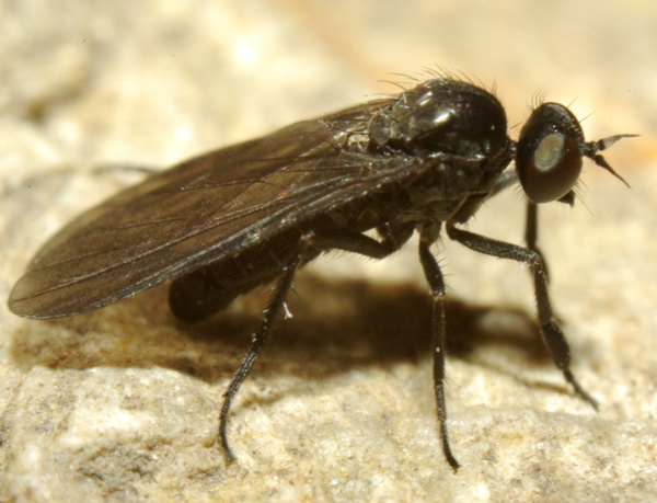 Empididae: Hilara cornicula (male) (1)