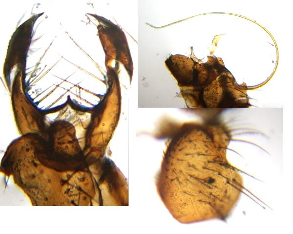 Empididae: Hilara cornicula (male) (4)