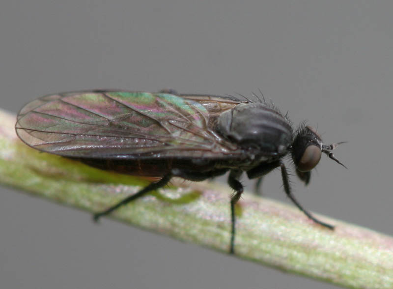Empididae: Hilara cf. interstincta (female) (1)