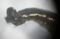 Rhamphomyia (Rhamphomyia) tibialis (male) (2)