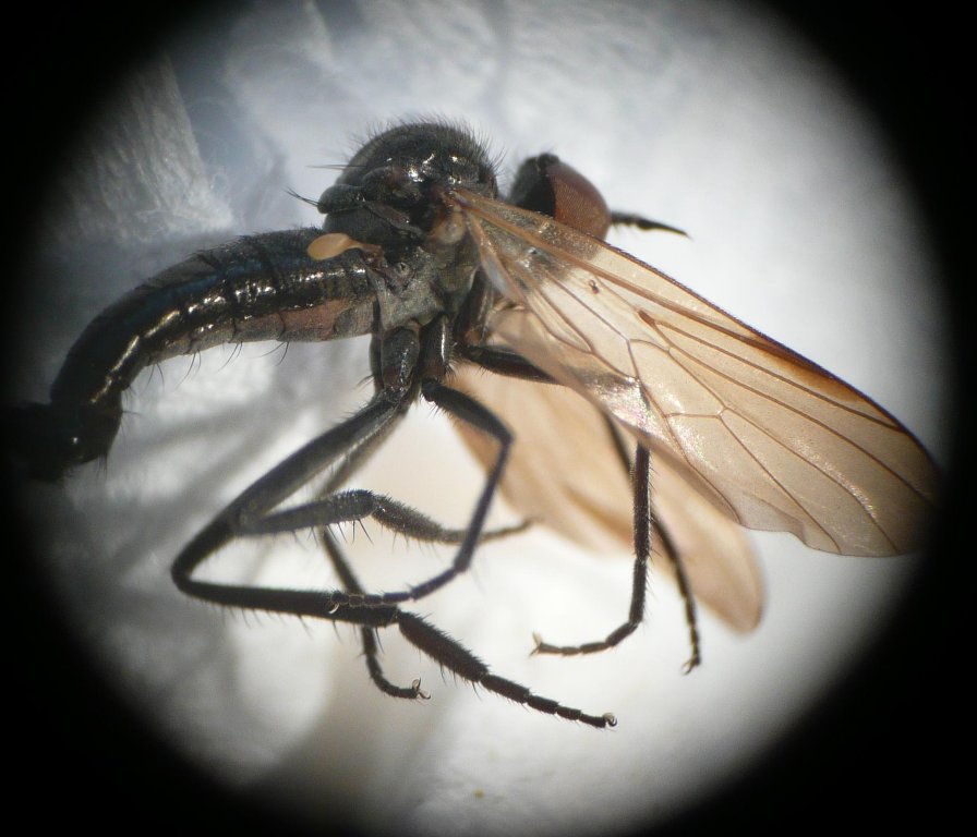 Empididae: Rhamphomyia (Rhamphomyia) tibialis (male) (1)
