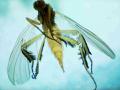 Rhamphomyia (Pararhamphomyia) barbata (female) (1)