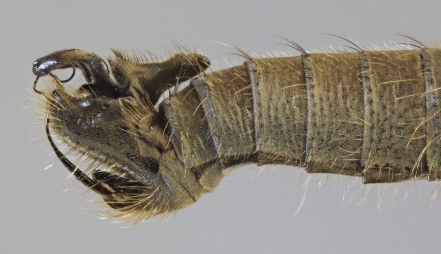 Empididae: Rhamphomyia (Megacyttarus) crassirostris (male) (3)