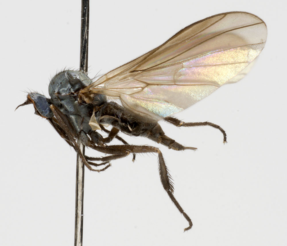 Empididae: Rhamphomyia (Pararhamphomyia) curvula (female) (1)