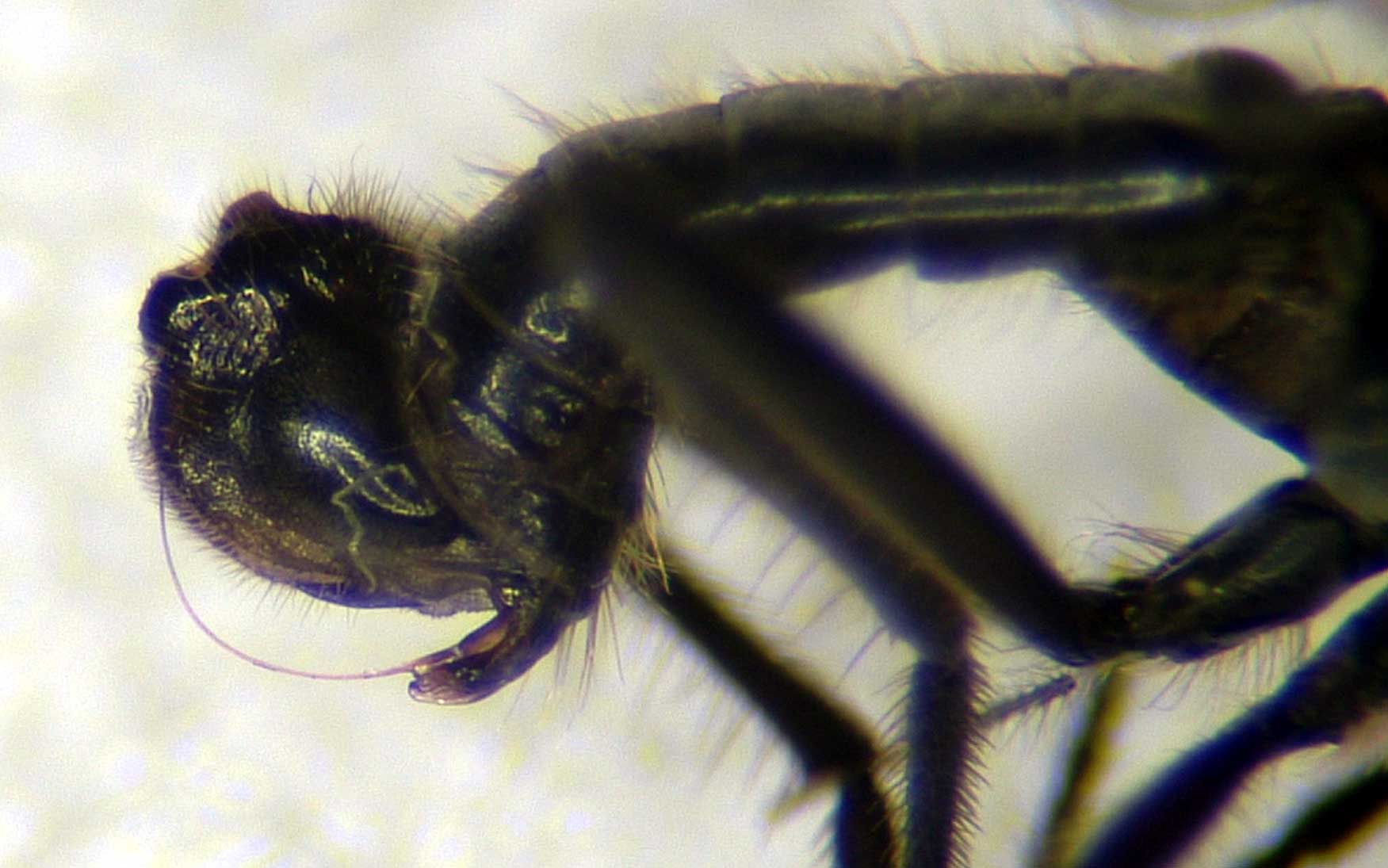 Empididae: Rhamphomyia (Amydroneura) erythrophthalma (male) (3)