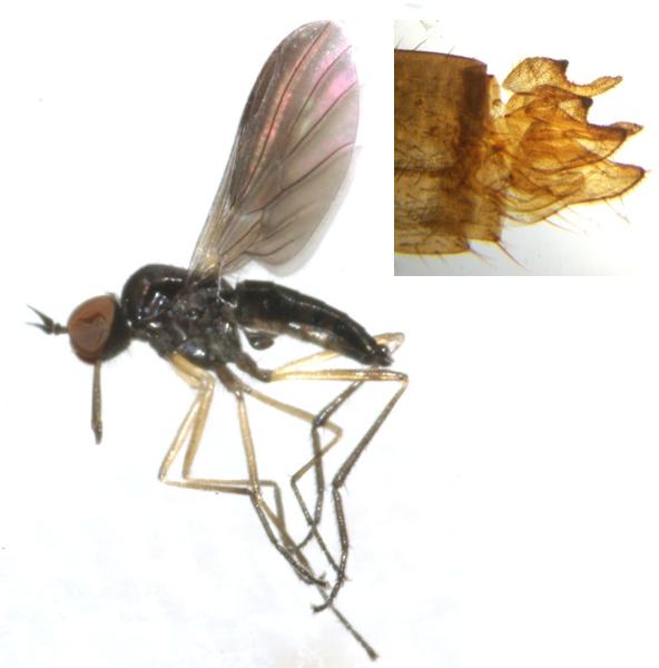 Empididae: Rhamphomyia (Holoclera) caliginosa (male) (2)
