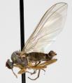 Rhamphomyia (Pararhamphomyia) lividiventris (male) (1)