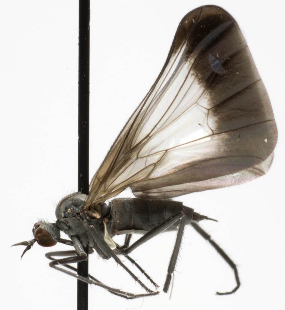 Empididae: Rhamphomyia (Pararhamphomyia) marginata (female) (6)