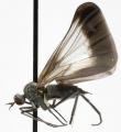 Rhamphomyia (Pararhamphomyia) marginata (female) (6)