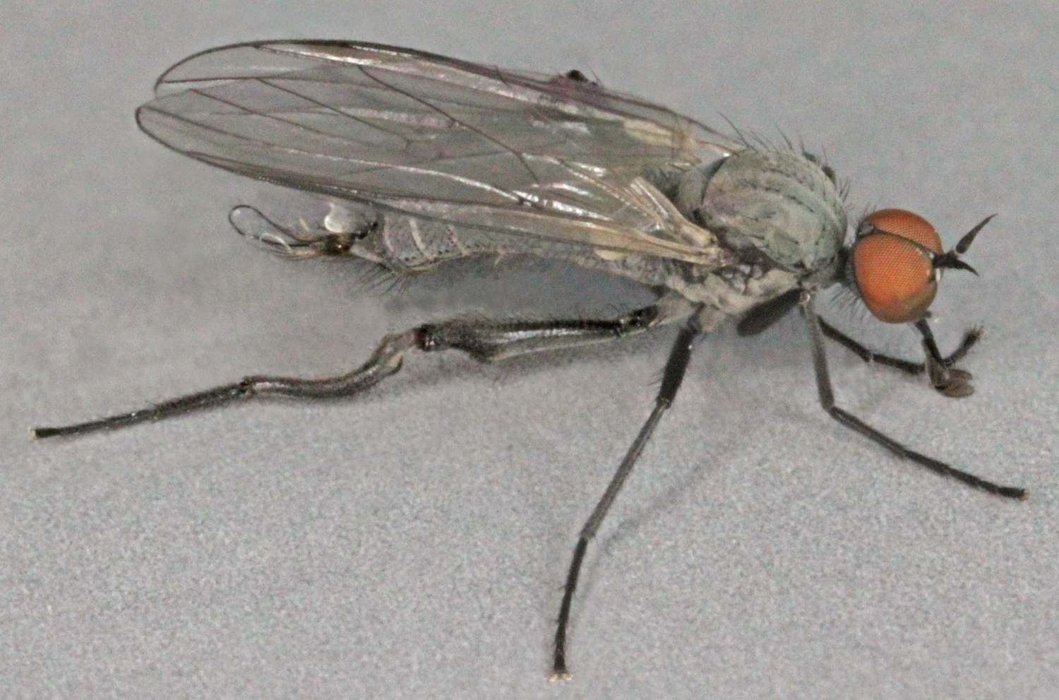 Empididae: Rhamphomyia (Pararhamphomyia) pilifer (male) (2)