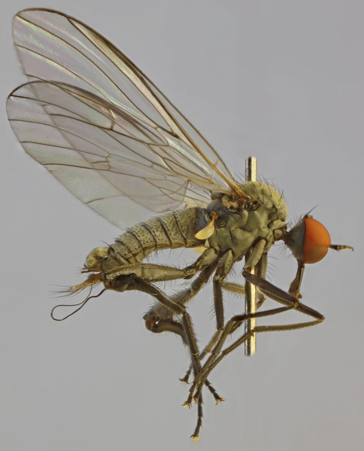 Empididae: Rhamphomyia (Pararhamphomyia) pilifer (male) (3)